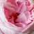 Roza - Vrtnica plezalka - Deléri